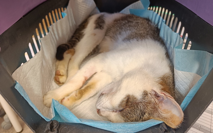 Kot śpiący w koszyku, otulony niebieskim papierem.