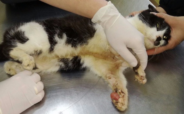 Zbiórka Z bólu odgryzł sobie palce. - zdjęcie główne