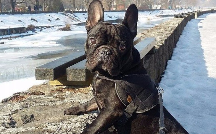 Zbiórka Pomóżmy Tysonowi pokonac raka. - zdjęcie główne