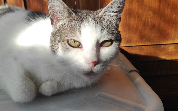 Kot leżący na stole, z wyrazistymi zielonymi oczami.