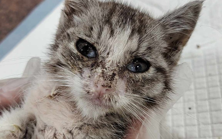 Kotek z brudną twarzą, trzymany w rękach.