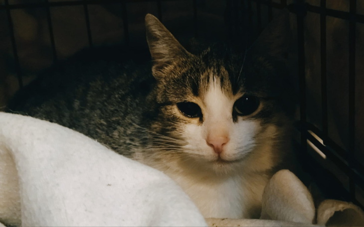 Zbiórka Dla zwierzaków. Sterylki, karma - zdjęcie główne