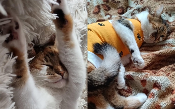 Dwa koty śpiące obok siebie na miękkim kocu.