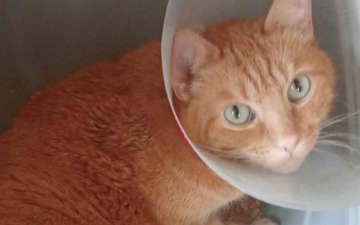 Zbiórka Zbiórka na kota Gucia - zdjęcie główne