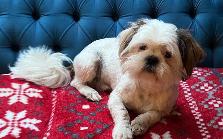 Pies rasy Shih Tzu leży na czerwonym kocu.