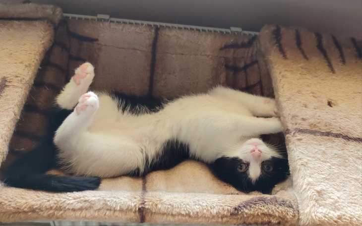 Kot leżący na plecach, w zabawnej pozycji.