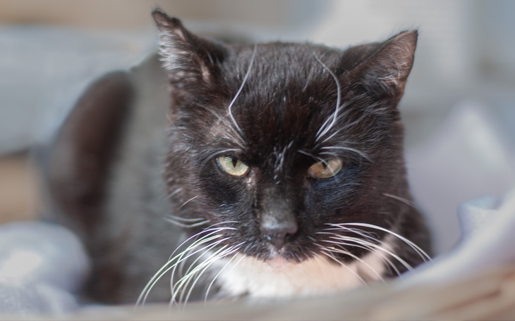 Czarny kot z białymi wąsami, patrzący w obiektyw.