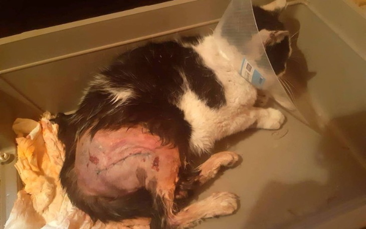 Zbiórka Operacja lub eutanazja - zdjęcie główne