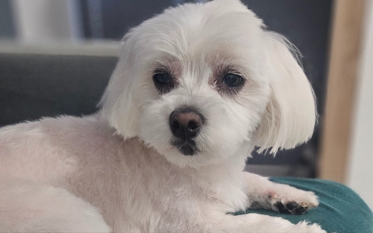 Biały pies leżący na kanapie, z wyrazem twarzy pełnym spokoju.