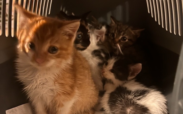 Zbiórka Kociaki z pola - zdjęcie główne