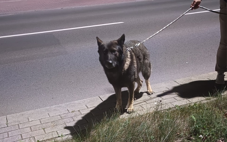 Zbiórka Pax pies który nie ma domu - zdjęcie główne