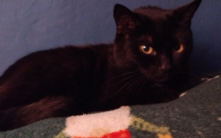 Czarny kot leżący na kolorowym kocu.