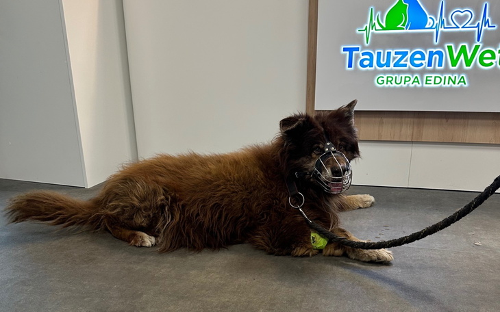 Pies w kagańcu odpoczywa na podłodze w pomieszczeniu.