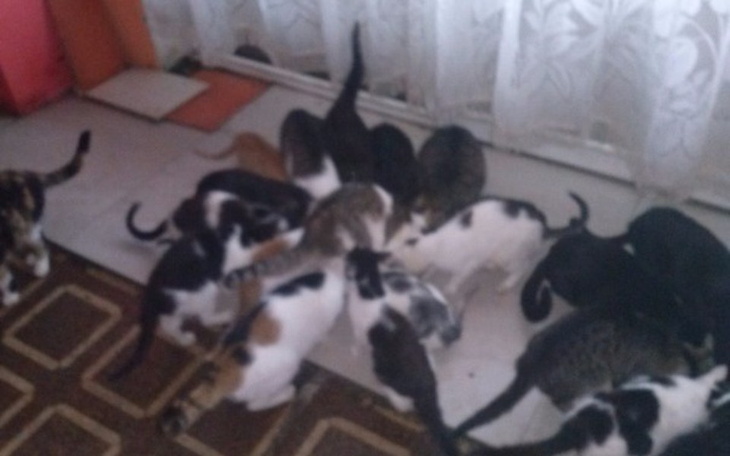 Zbiórka zakup karmy dla piesków i kotów - zdjęcie główne