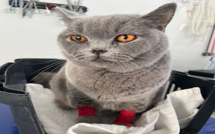 Zbiórka Leczenie Neonka - zdjęcie główne