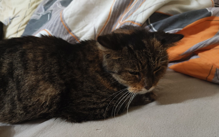 Zbiórka Przetaczanie krwi dla Szarej - zdjęcie główne