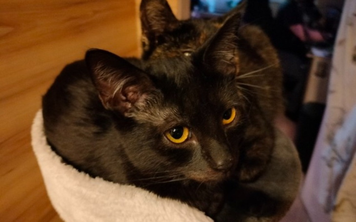 Zbiórka Sterylki i leczenie bezdomniaków - zdjęcie główne