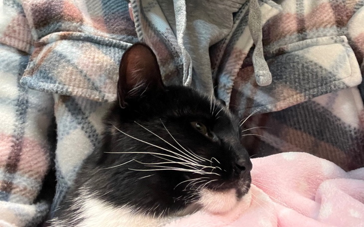 Zbiórka Świąteczna paka dla kociakaa - zdjęcie główne