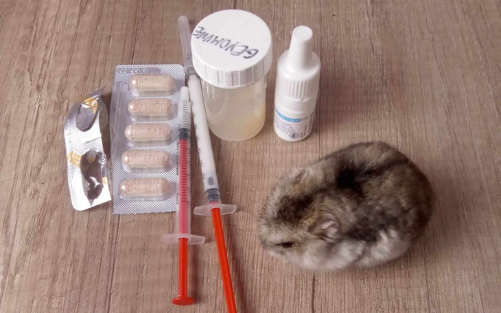 Zbiórka Rysia potrzebuje pomocy - zdjęcie główne