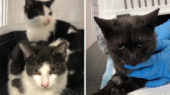 Zbiórka Funt, Peso i Lira - miniaturka zdjęcia