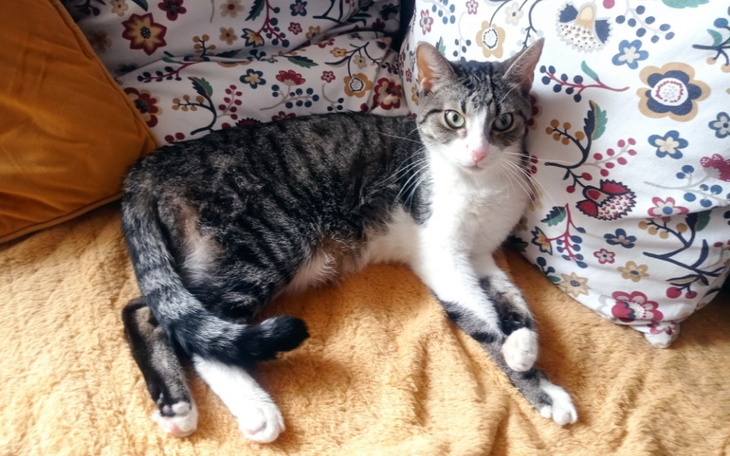 Zbiórka Zordon chory na FIP - zdjęcie główne