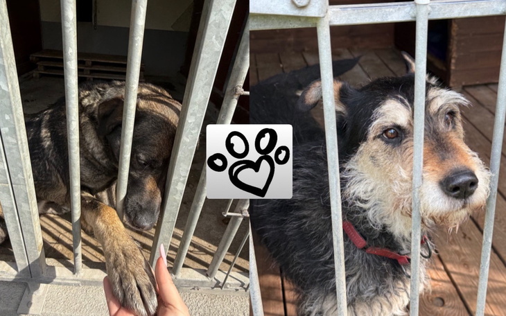 Psy w schronisku, czekające na adopcję.