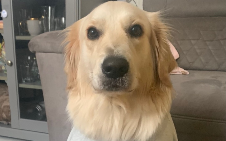 Zbiórka Diagnostyka dla Lunci - zdjęcie główne