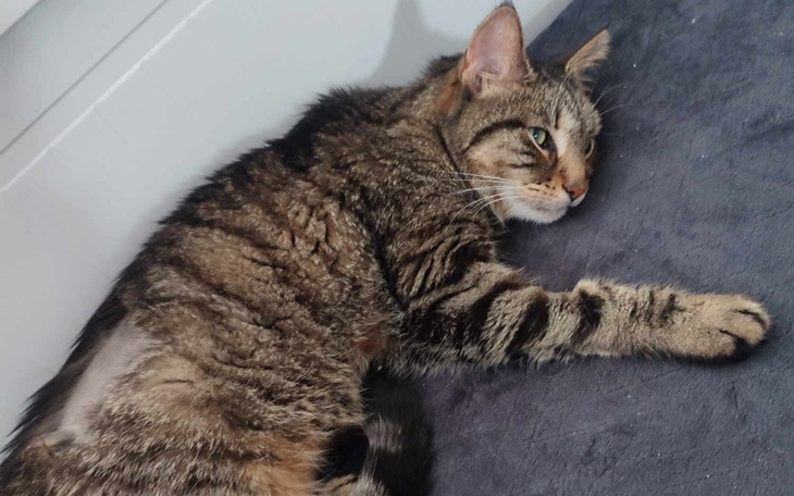 Leżący kot w paski, odpoczywający na podłodze.