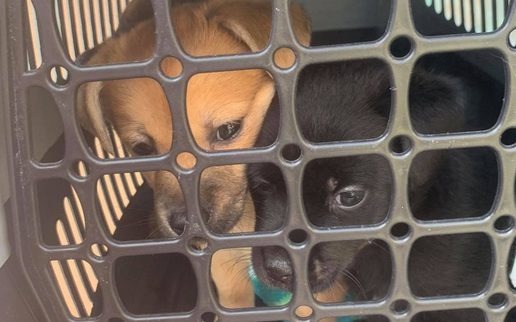 Zbiórka Na ratunek szczeniętom - zdjęcie główne