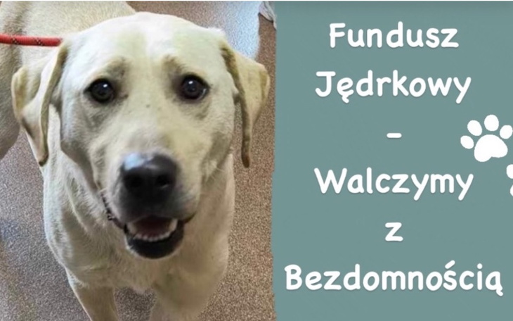 Labrador w schronisku, czeka na nowy dom i miłość.