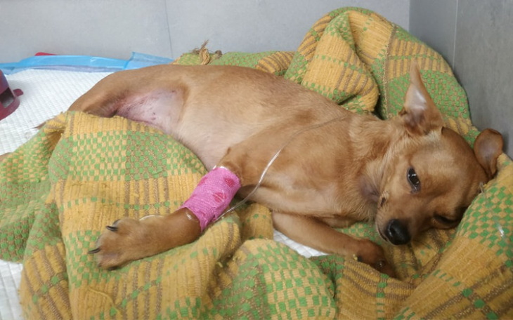 Zbiórka SOS dla psa - zdjęcie główne