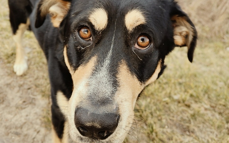 Pies z brązowymi oczami na tle zielonej trawy.