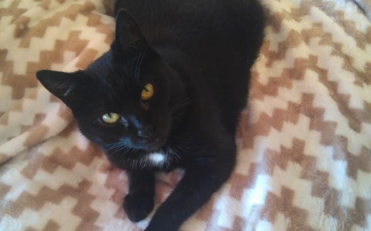 Zbiórka Dom dla kotów - zdjęcie główne