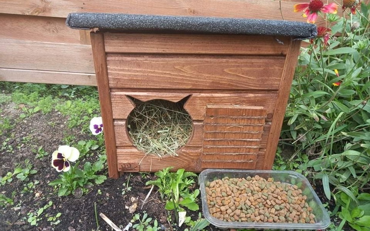 Zbiórka Domki dla bezdomnych kotów - zdjęcie główne