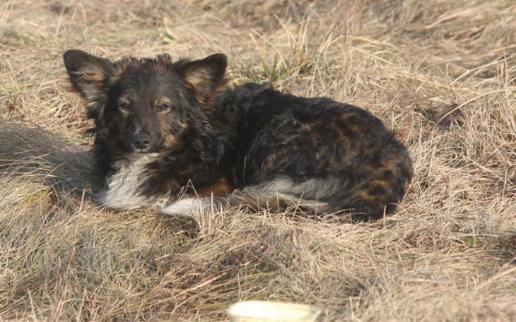 Zbiórka Pomoc bezdomnym psom i kotom - zdjęcie główne