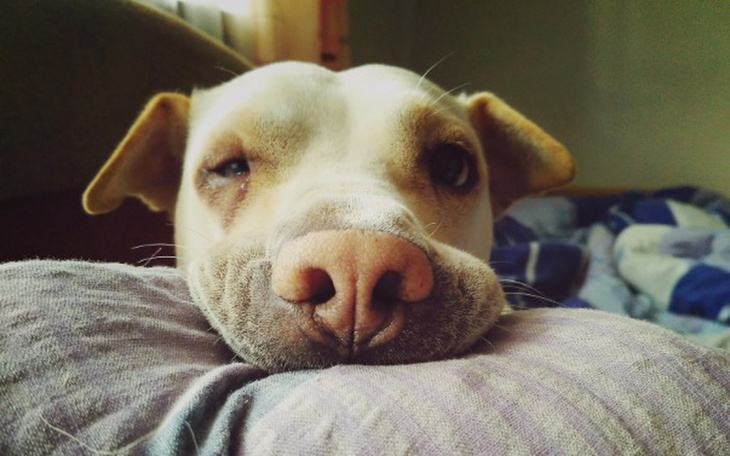 Zbiórka Uratuj oczko Tigrusi - zdjęcie główne