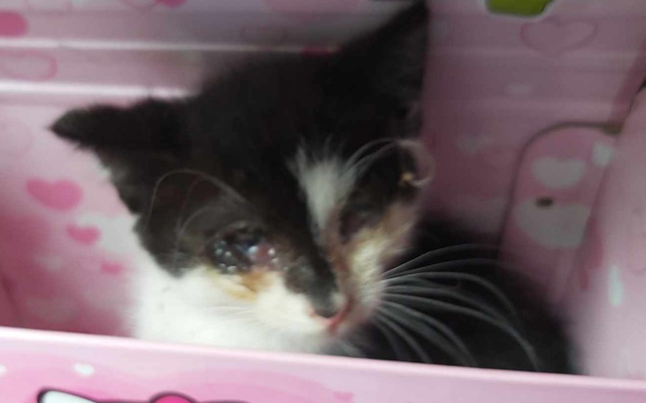 Zbiórka Leczenie uratowanego kotka - zdjęcie główne