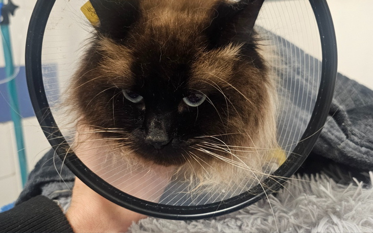 Kot w kołnierzu ochronnym, wygląda na zmartwionego.