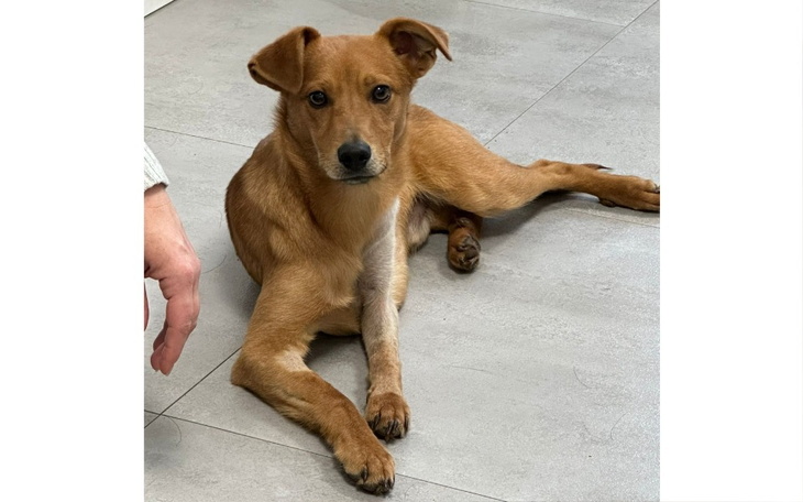 Pies siedzący na podłodze, z ciekawym wyrazem twarzy.