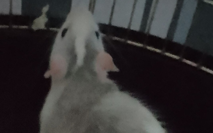 Zbiórka Na zabieg szczurka - zdjęcie główne