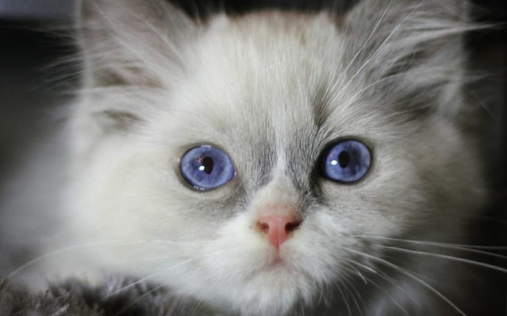 Zbiórka Uratujmy Kocie Dziecko - zdjęcie główne