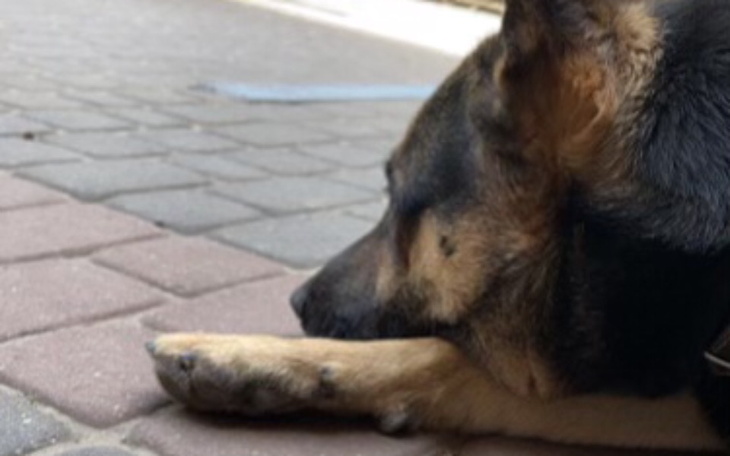 Zbiórka Pomoc uratowania psa - zdjęcie główne