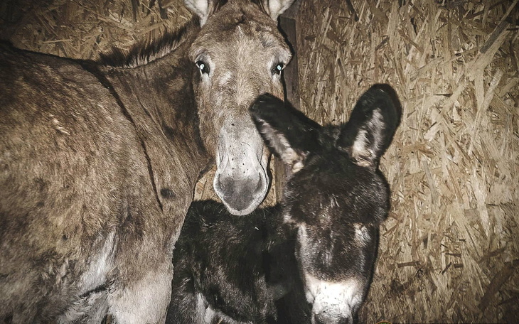 Osiołek i koń w stajni.