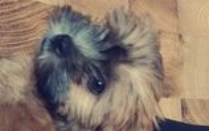 Zbiórka opiakunka dla psiaka - zdjęcie główne