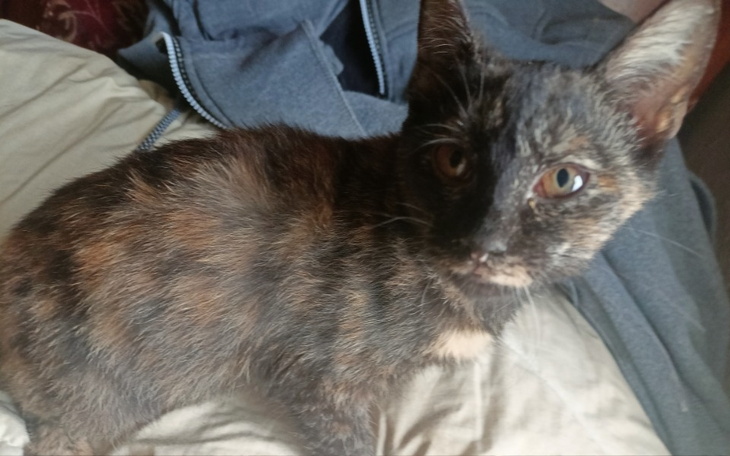 Zbiórka Na rehabilitacje kotka - zdjęcie główne