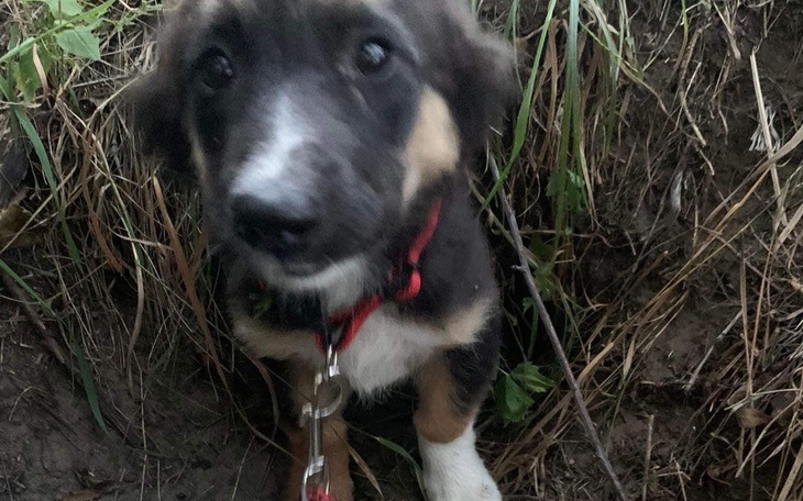 Zbiórka Wyrzucone psie dziecko - zdjęcie główne