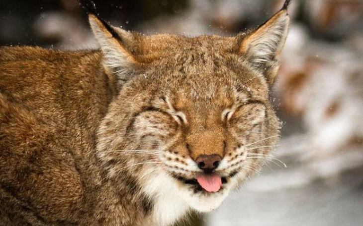 Zbiórka Wspierajmy rysie zimną!!! - zdjęcie główne