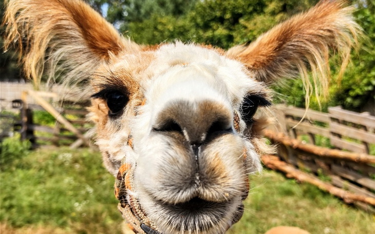 Zbiórka Orteza dla alpaki - zdjęcie główne