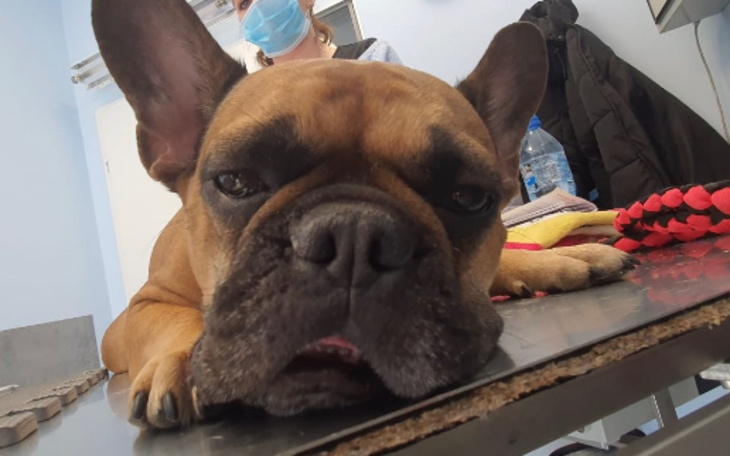 Zbiórka Gojunia chce żyć - zdjęcie główne