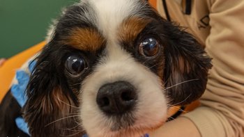 Zbiórka Cierpienie Jolene - miniaturka zdjęcia